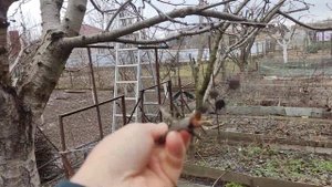 Почему погибает черешня?. Будьте внимательны!