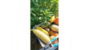 Уборка тыквы и кабачков на зимнее хранение.