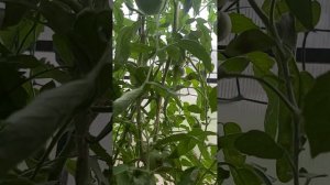 Томат Сибиряк из Абакана. Удивил