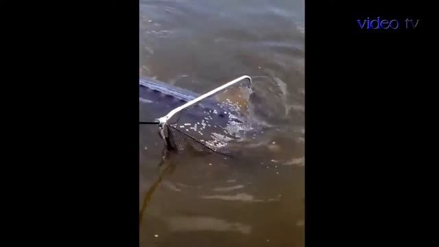 Вот это рыба Рыбаки в шоке Неудачи на рыбалке Рыба мечты Приколы на рыбалке Смотреть видео смотреть онлайн