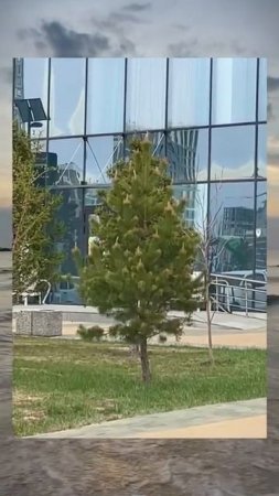 меня послала ёлка 🎄