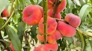 Інжирний персик Плане Джим (Плайне Гем). Peach Plane Gem. Круп?