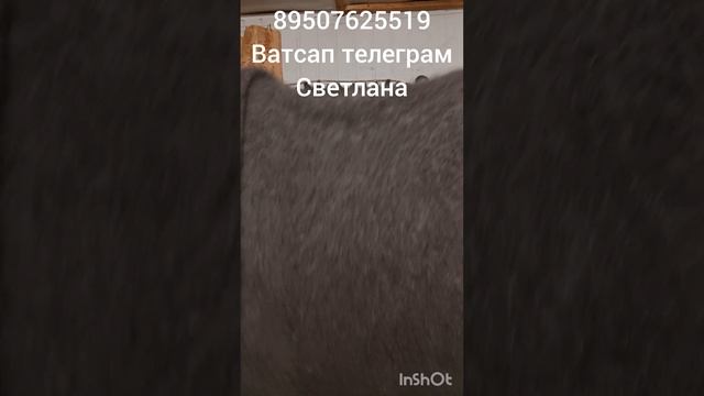 Пуховый плед,жилеты,косынки,шарфы, варежки