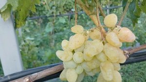 Виноград"Русич", "Гордей", "Гарольд" на 27.07.24г.Краснодарс