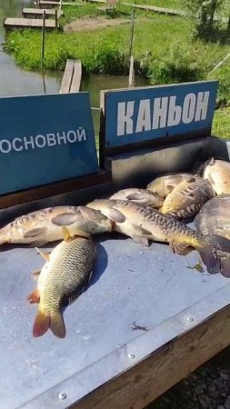 Рыбалка на карпа.