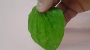 Лучшее средство от зубной боли