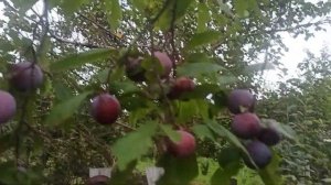 Слива  китайская Ванетта. Сад Тоторова.