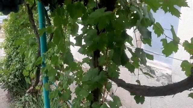 Смотрим и наслаждаемся - королева всех виноградов сор? смотреть онлайн