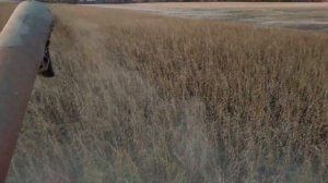 Комбайн Енисей 1200 Екстрим Уборка Сои