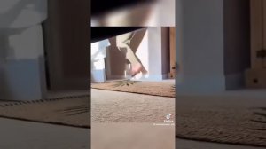 Хватает за ноги))