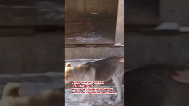 Активный образ жизни и настоящее собачье счастье! | Гарри (Полкан)