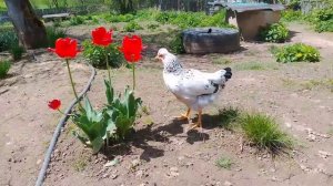 Обрабатываю курятник йодной шашкой.