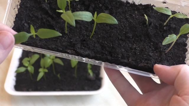 Перцы (ч.9), наблюдаем за ростом. 30.03.2015г. смотреть онлайн