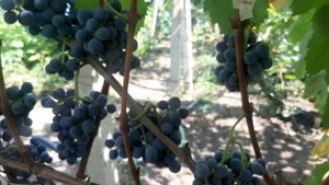 Тонус - высоко устойчивый технический сорт института ?