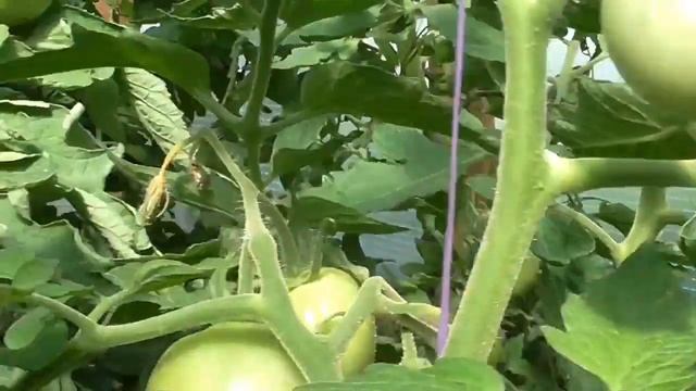 Томат Чёрный Принц смотреть онлайн