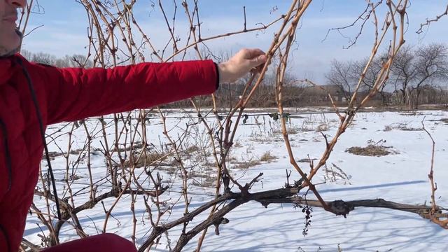 Виноград Ркацителі(как на прев'ю)!!!Чобуки по 0.50$ ) смотреть онлайн