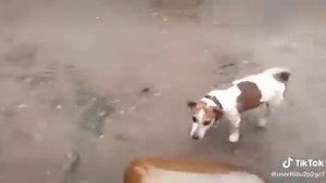 Милая собачка играет с кегой