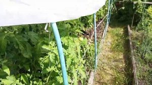 Томат "Чудо лентяя': урожайный, ранний, непасынкующийс?