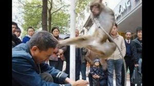 Приколы с обезьянами  Смешные обезьяны  Приколы с животными  Fun with the monkey