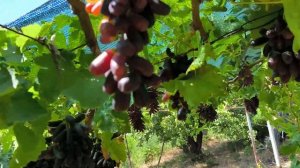 кишмиши американской селекции,ПЕРВОГО класса бессемя