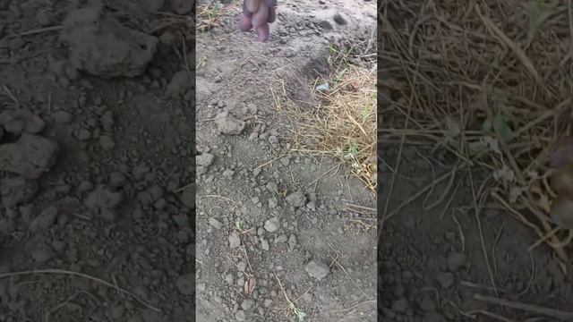 Виноград "Рошфор" " Олімп". Крупноплідні, ранні сорти. смотреть онлайн