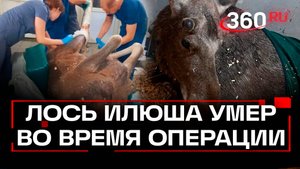 «Сердце не выдержало наркоза» - лось Илюша умер во время операции после ДТП в Истре