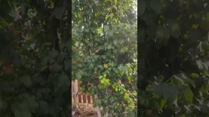 груша веселинка ранняя вкуснятина в Сибири. Барнаул Ю?