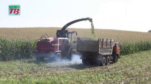 В хозяйствах Новогрудского района ведется уборка кук?