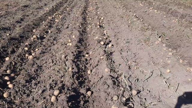 Картофель 2024 - финал. Съёмка при другом освещении. част смотреть онлайн