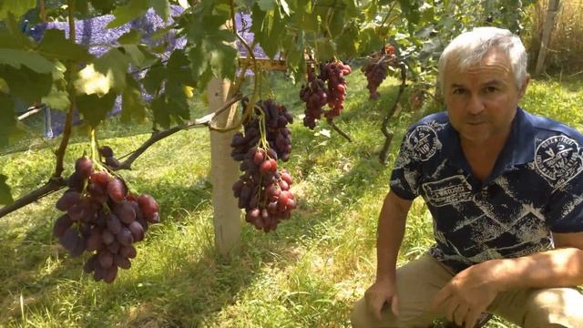 Виноград Борисфен. смотреть онлайн