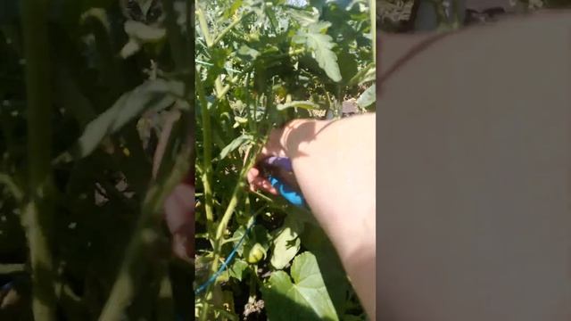 Как правильно обрезать помидоры и полив. #поставьлайк