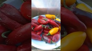 Халапеньо. Острый перец.