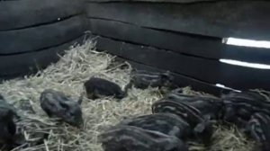 Неденльные поросята мангала