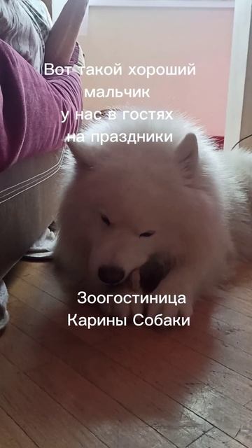 Самоед заселился #зоогостиница #каринасобака #собака #питомец