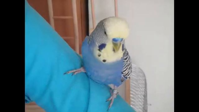 САМЫЕ СМЕШНЫЕ ФОТО С КЕШЕЙ!!!😂 СМЕШНОЙ ВОЛНИСТИК💛💚💙💜/ Мои Волнистики 🐥 смотреть онлайн