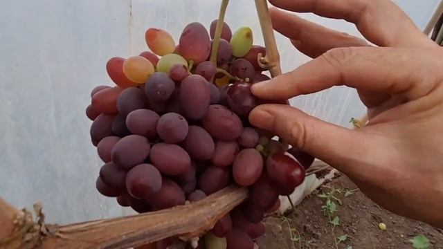 Сюзанна (Красная пуля) смотреть онлайн