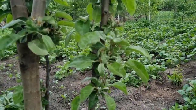 Высаживаем рассаду томатов очень компактно и удобно !