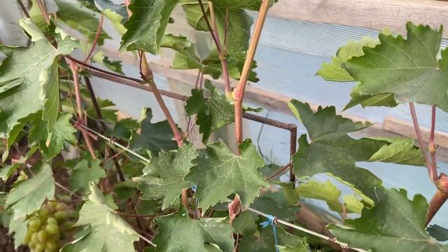 31.07.2023 Пасынковые грозди, или второй урожай. смотреть онлайн