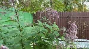 Мои ошибки при выращивании посконника в саду