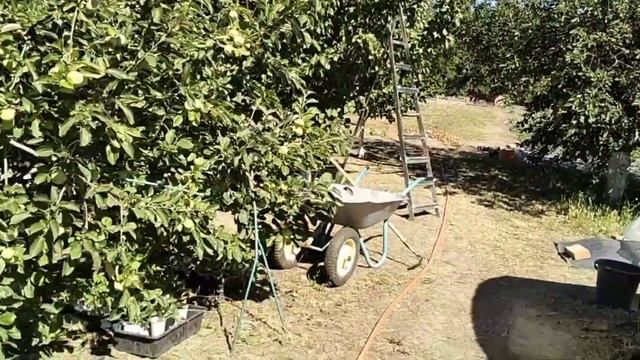 #823Сливаю бассейн/Работа с клубникой/Компот из абрикос смотреть онлайн