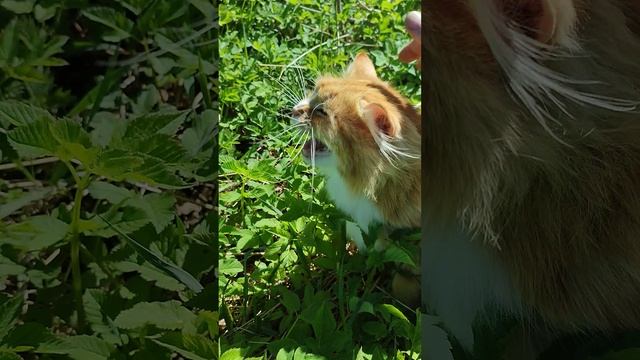 Рыжий кот Фокс🐱 гуси🪿