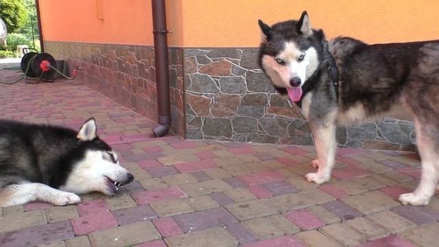 Очень СМЕШНЫЕ ХАСКИ голубые глазки Very funny Siberian Husky blue eyes.