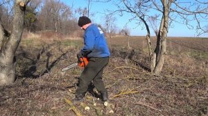 Бензопила Хускварна 353 на дрібних гіляках.