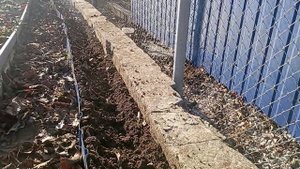 про чеснок Иссык-Кульский гигант, 19 ноября#чеснок#дача