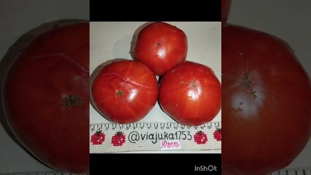 Томаты Ювель и Афтершок . Беларусь .