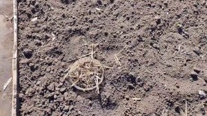 Виноград подмерз Но не пропал.Обломайте подмерзлую по