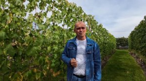 Виноград .Обработка после снятия ягоды .