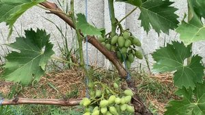 Лечение грибкового заболевания оидиум на винограде с?