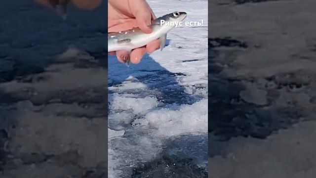 Нашел ключ к Рипусу #рыбалка #fishing смотреть онлайн