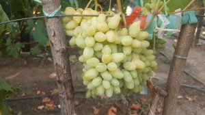 Кишмиш Алекс - а король то костлявый